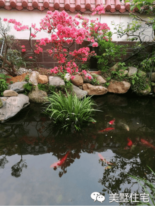 晒晒邻居家70平米小院,鱼池花圃鹅卵石路,城里人看了得羡慕死