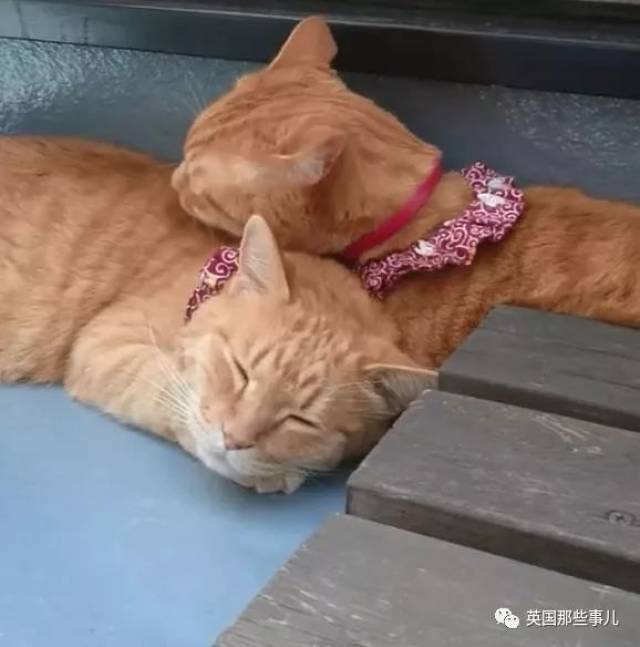比大小枪还难分,这就是一只猫吧!