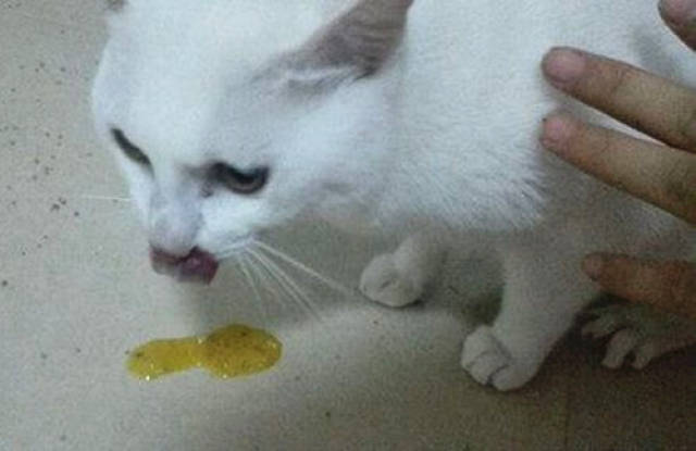 需要主人仔细观察猫咪的表现症状来判断 猫咪因为饮食不