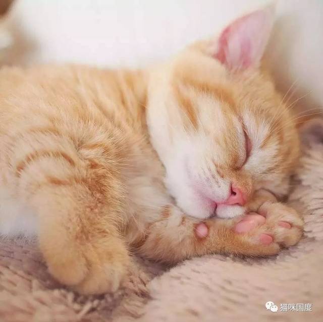 小橘猫在睡觉,睡得好香好甜.