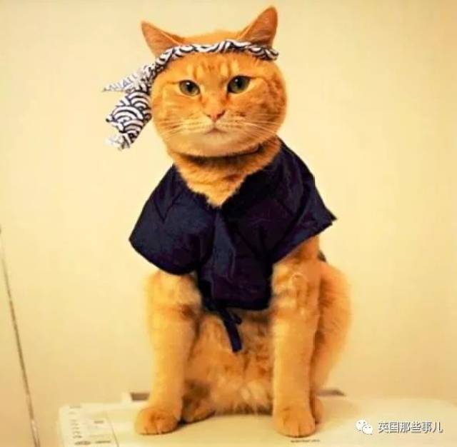 比大小枪还难分,这就是一只猫吧!