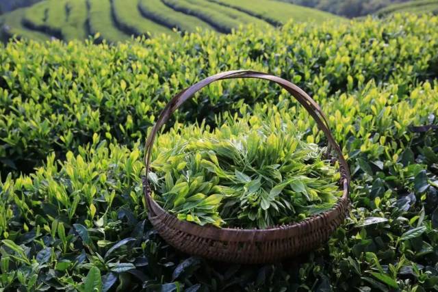 随着福鼎白茶的火爆,福鼎茶农种植茶树的积极性高涨,更新的茶园全部种