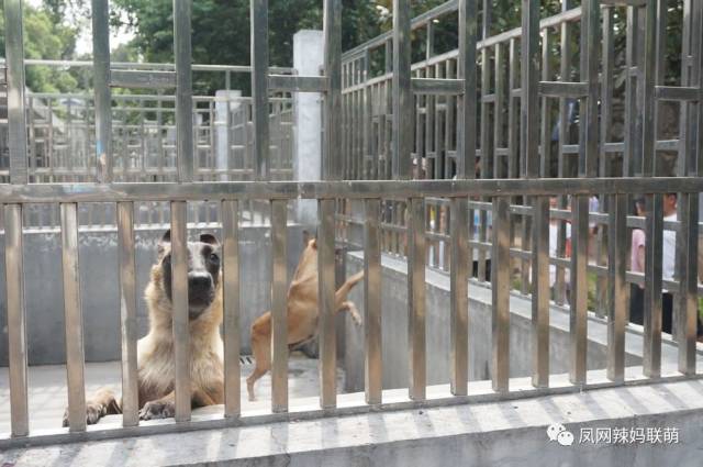 接下来,大家一起来看看整齐的犬舍吧~警犬们都警惕性十足,远远嗅到家