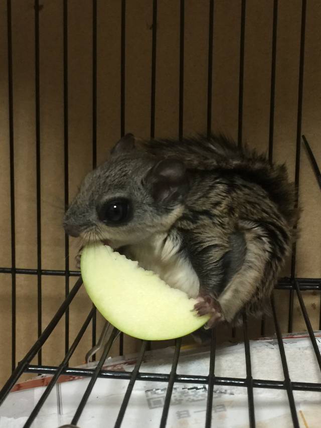 新手怎么饲养大眼飞鼠的方法