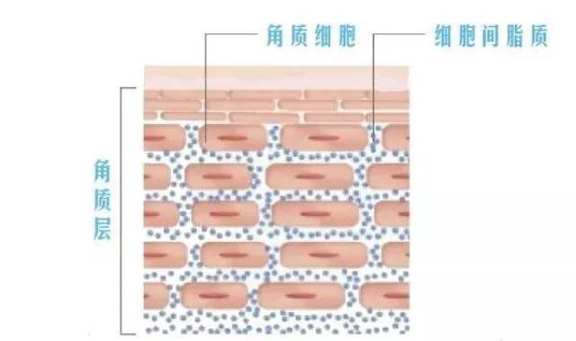 角质层是由 皮肤老化及死亡细胞构成