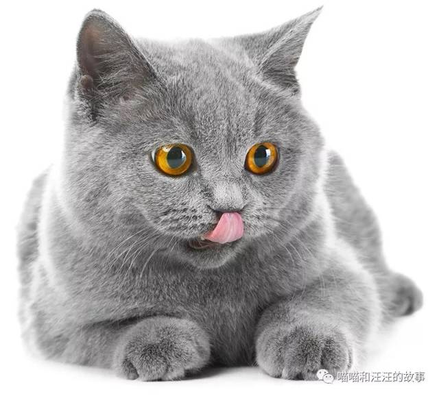 世界十大最贵的猫咪排行榜,第一竟然要61万人民币!