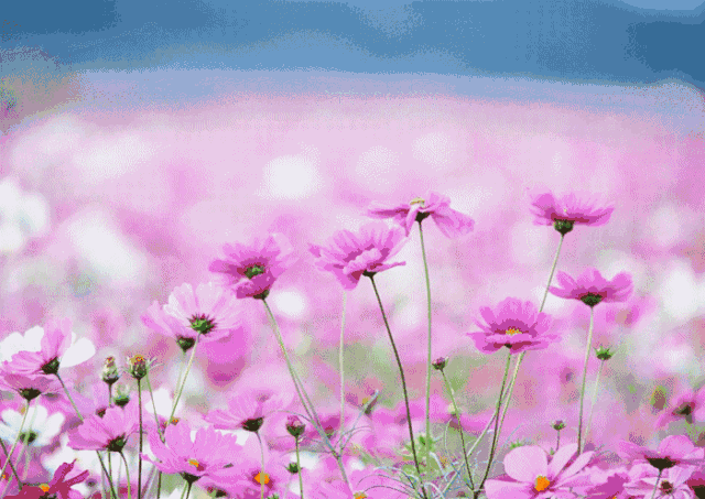 【游哉·连天下】紫薇花,格桑花开~桃子梨子熟了