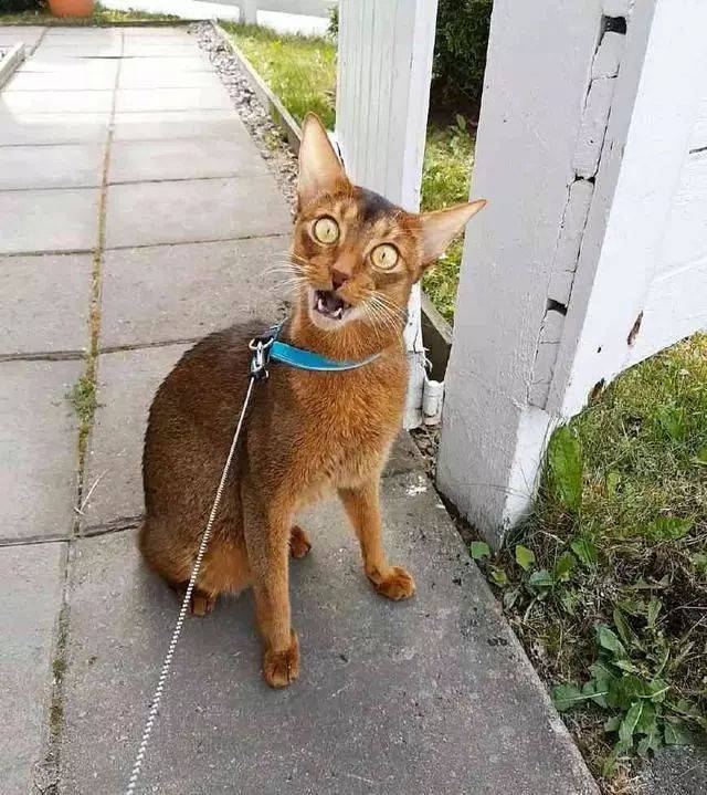 这种猫咪可能被哈士奇给附体了,举手投足间都像成了精的表情包