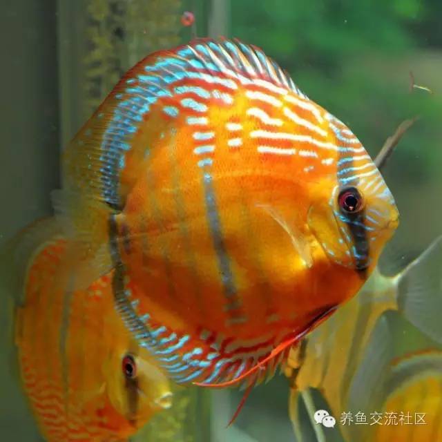 七彩鱼(图鉴)