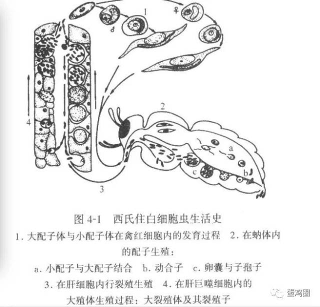 病原:鸡住白细胞原虫分为卡氏白细胞原虫,沙氏白细胞原虫和休氏白