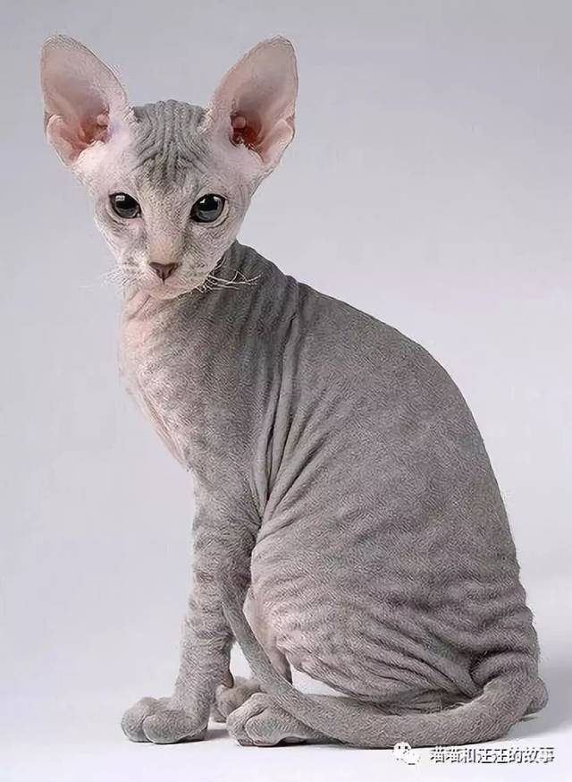 彼得秃猫(peterbald)原产于俄罗斯,彼得秃猫并非完全没有毛,它的毛很