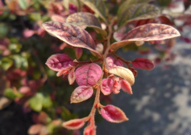 植物医生:红花檵木蜡蝉,炭疽病,立枯病病虫害防治方法