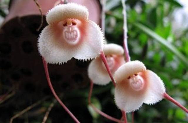 这些你没见过的花,长得又污又丑又皮,奇形怪状