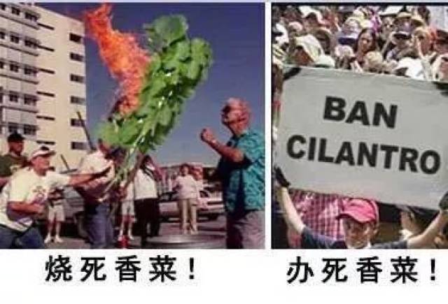 就算给我500亿,我也不会吃香菜!