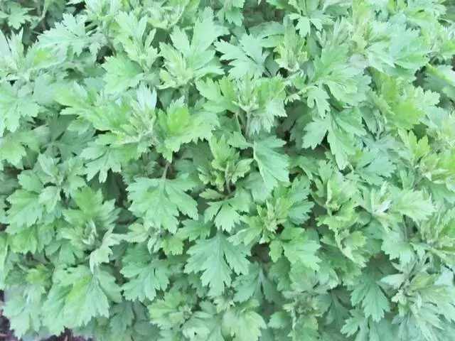 史上最全中药诱鱼剂!