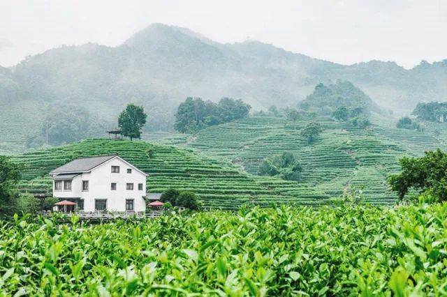 【夏燥·去山里】杭州云中居:茶山啜茶,云中而栖!_手机搜狐网