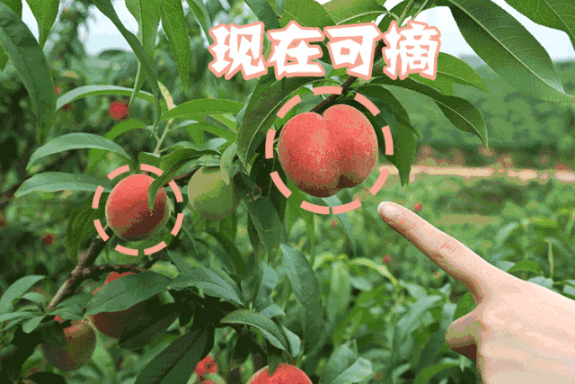 用粉嫩的桃子,过个甜甜的夏天吧
