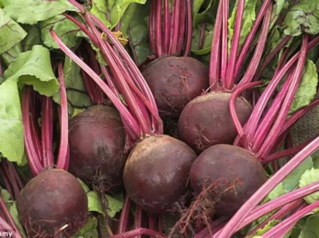 甜菜(beet)