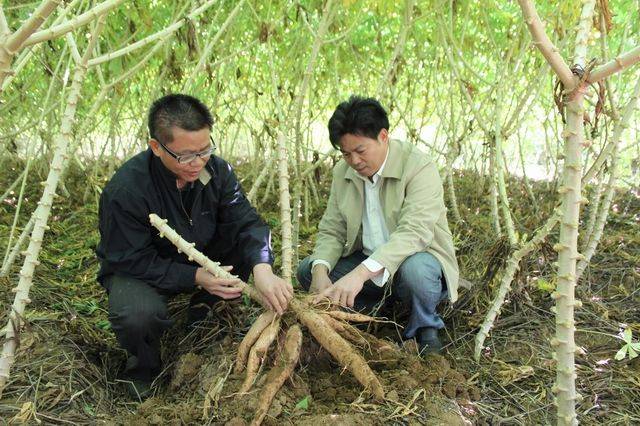 木薯好吃,但吃多了会醉人,你可知?
