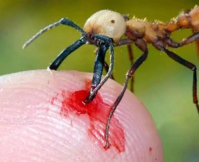 为什么蚂蚁团结起来会如此恐怖?