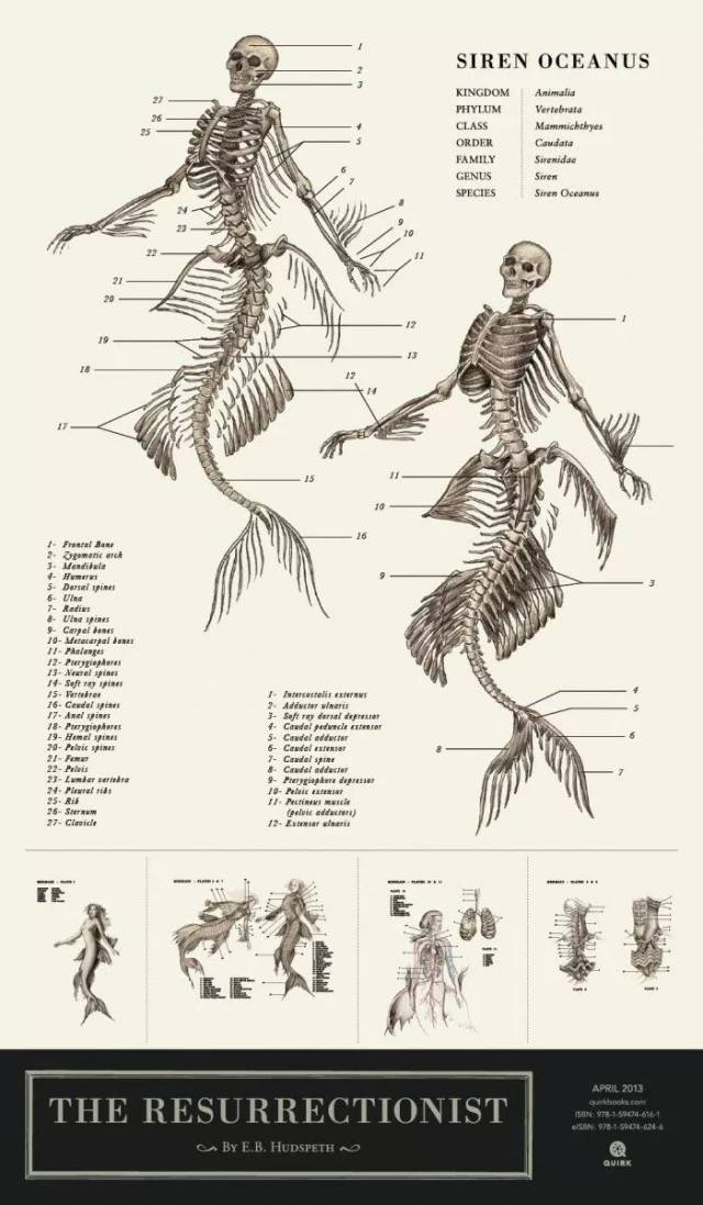 这是一本图文并茂的西方神话生物解剖学,包括人鱼,鸟人,海妖和狮身人