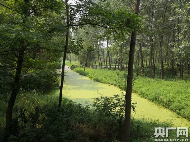 三江营湿地(央广网记者 姚东明 摄)