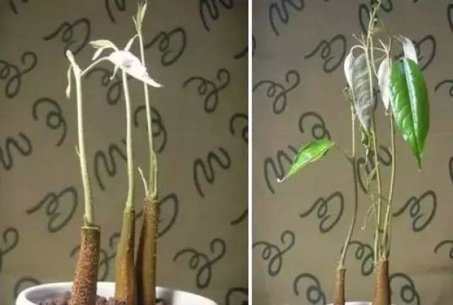 2,榴莲是热带植物,发芽速度会比较慢,北方的话盖上塑料膜,会加快发芽