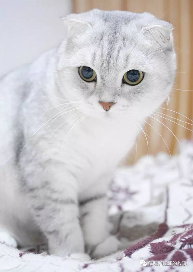 苏格兰折耳猫(学名:felis silvestris catus,英文名:scottish fold)