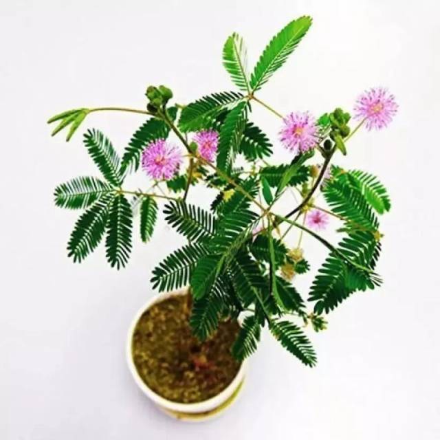 10种特别有趣的植物,花友们看着就想养一盆
