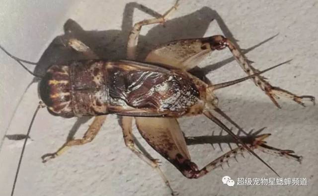 早秋如何科学收蛐蛐?建议亲爱的虫友仔细读一读