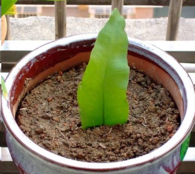 昙花扦插最好选取2年以上的老叶片进行扦插.