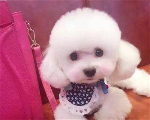 如何给狗狗洗耳朵 bd0eb90f01e94c9a9edb450b2283256b.jpeg