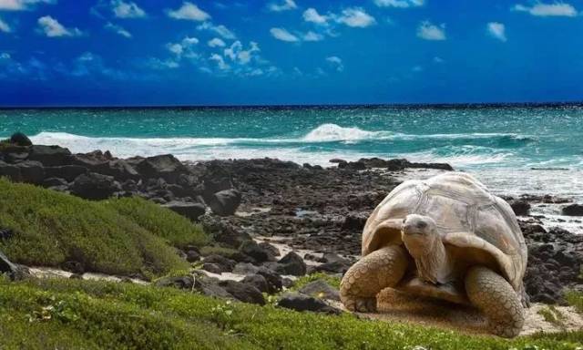 加拉帕戈斯最后3席| 带你亲眼见证BBC神作里“最后的伊甸园”(附影片)