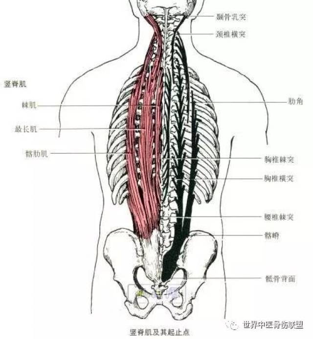 竖脊肌的生理解剖:部位:脊柱两侧,由棘肌,最长肌和髂肋肌三部分组成.