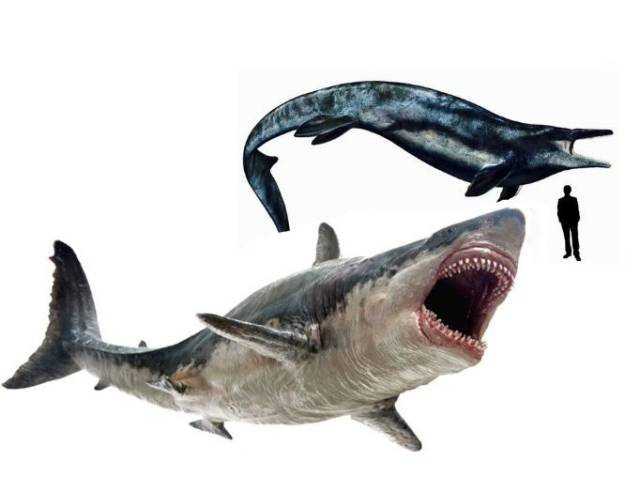 已发现的巨齿鲨部分椎骨化石,与大白鲨相比大很多,推测它可能超过20