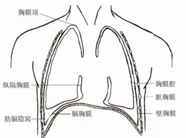 胸膜摩擦音 正常情况下胸膜腔内(解剖结构如 图 5 )由于微量液体的