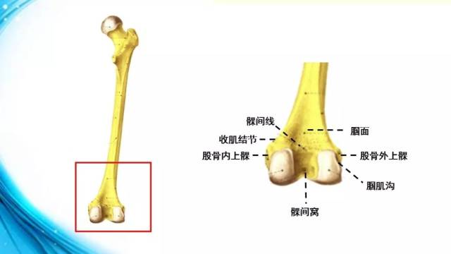 膝关节解剖(一)