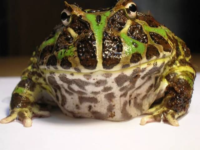 有 吃豆人(pac-man)之名的pacman frog钟角蛙(ceratophrys ornata)是