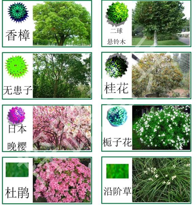 修剪的栀子花与桂花作对比,如高低差异巨大的日本晚樱以二球悬铃木,如
