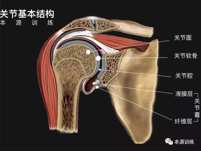 关节囊位置