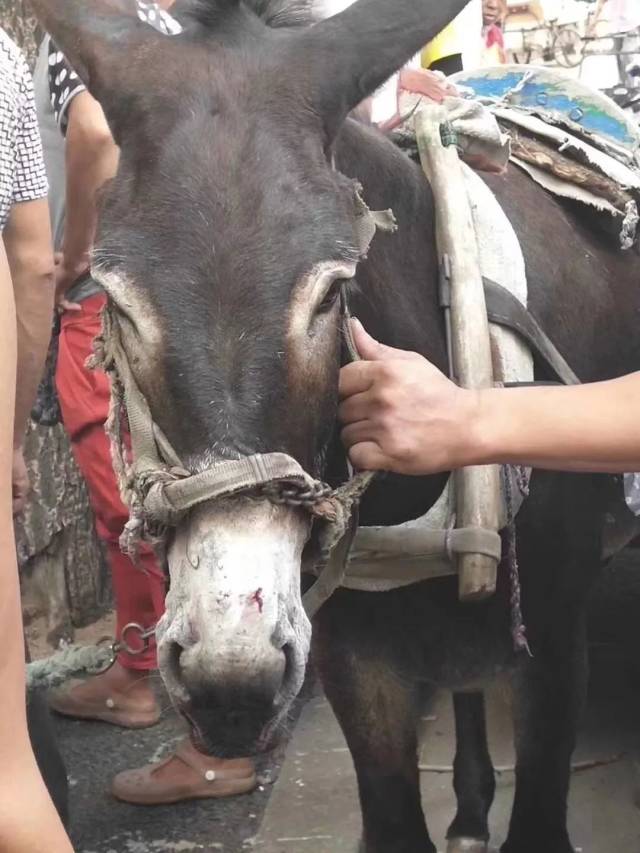 网友懵了:狗把驴咬了,驴受惊尥蹶子踢坏百万奥迪!所以