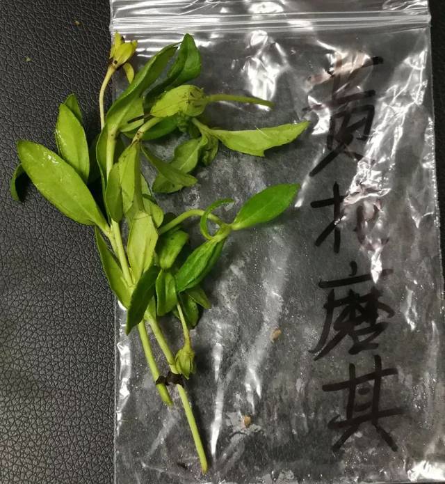 【收藏】最全潮汕地区常见青草药实拍照片及属性对照表(护堤路郭波