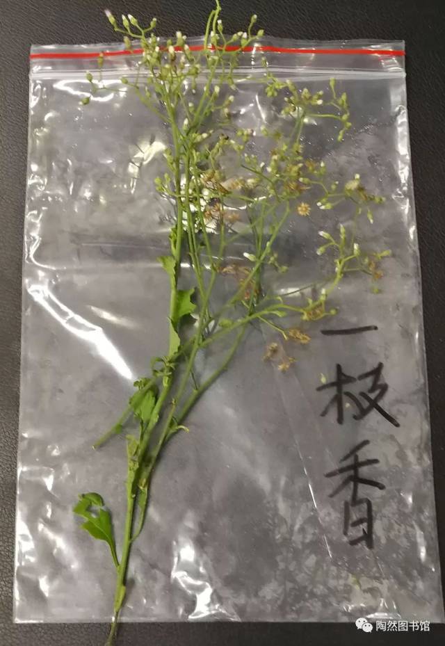 52,叶下红 53,红丝线 54,虎耳草 55,杜龟菜 56,铁树 1,一枝香 本品为