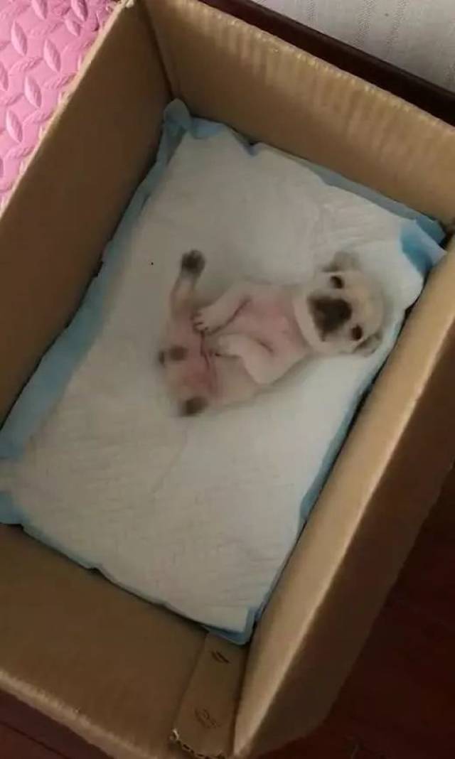 小狗睡觉不停蹬腿,主人跑过去一看,忍不住笑喷:连睡觉