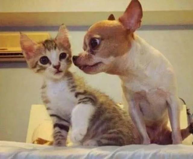 家里进猫是吉还是凶?家里进猫怎么办?