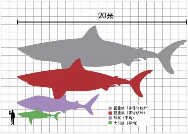 巨齿鲨是一个已灭绝的巨大鲨鱼种类,生存与1500万至260万年前,据统计