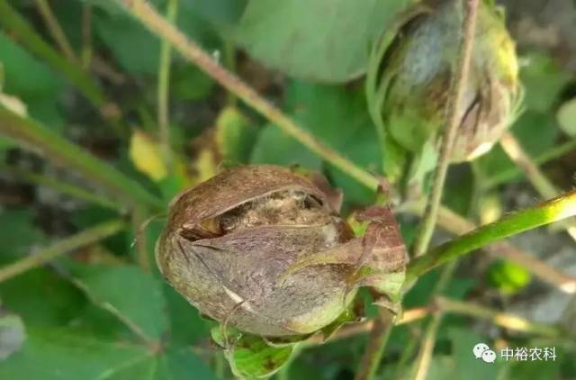 8月以来棉花上密密麻麻棉蓟马需要如何防治?