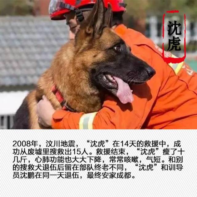 它们是"救援特种兵". 向搜救犬致敬!