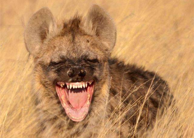非洲鬣狗被称"非洲二哥",一招掏肛制霸草原