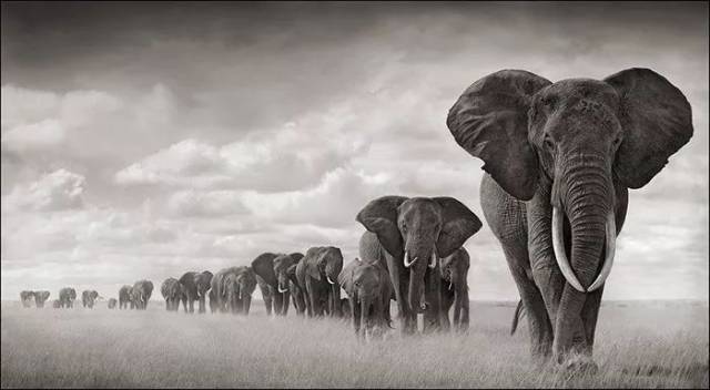 非洲象群在草原上行走,安博塞利国家公园,肯尼亚,2008